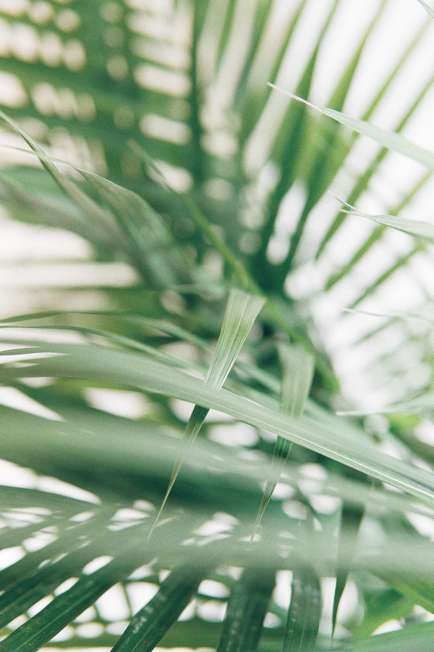 green leaves